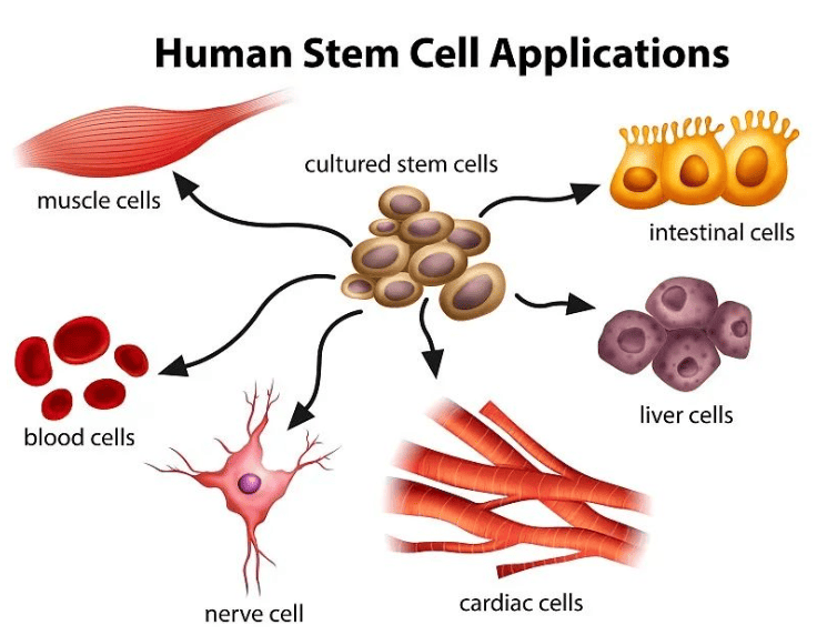 low platelets and cirrhosis