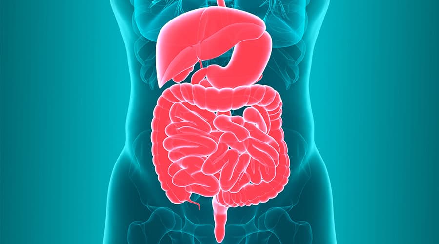 Unlocking the Secrets to a Healthy Gut